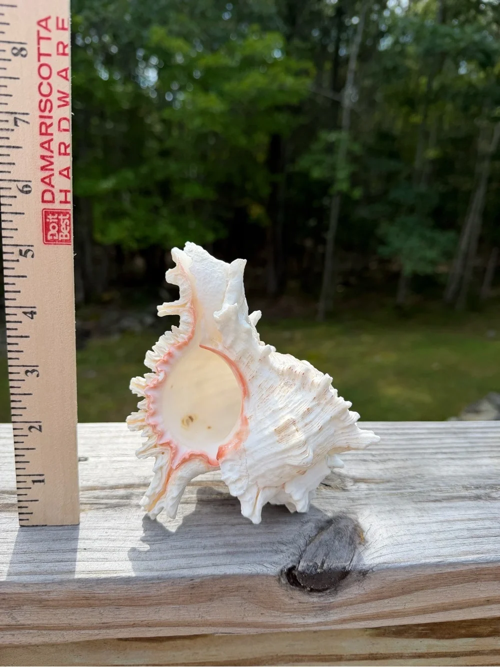 Large 5” SeaShell | Looks Great with an Airplant Inside 🐚🪴